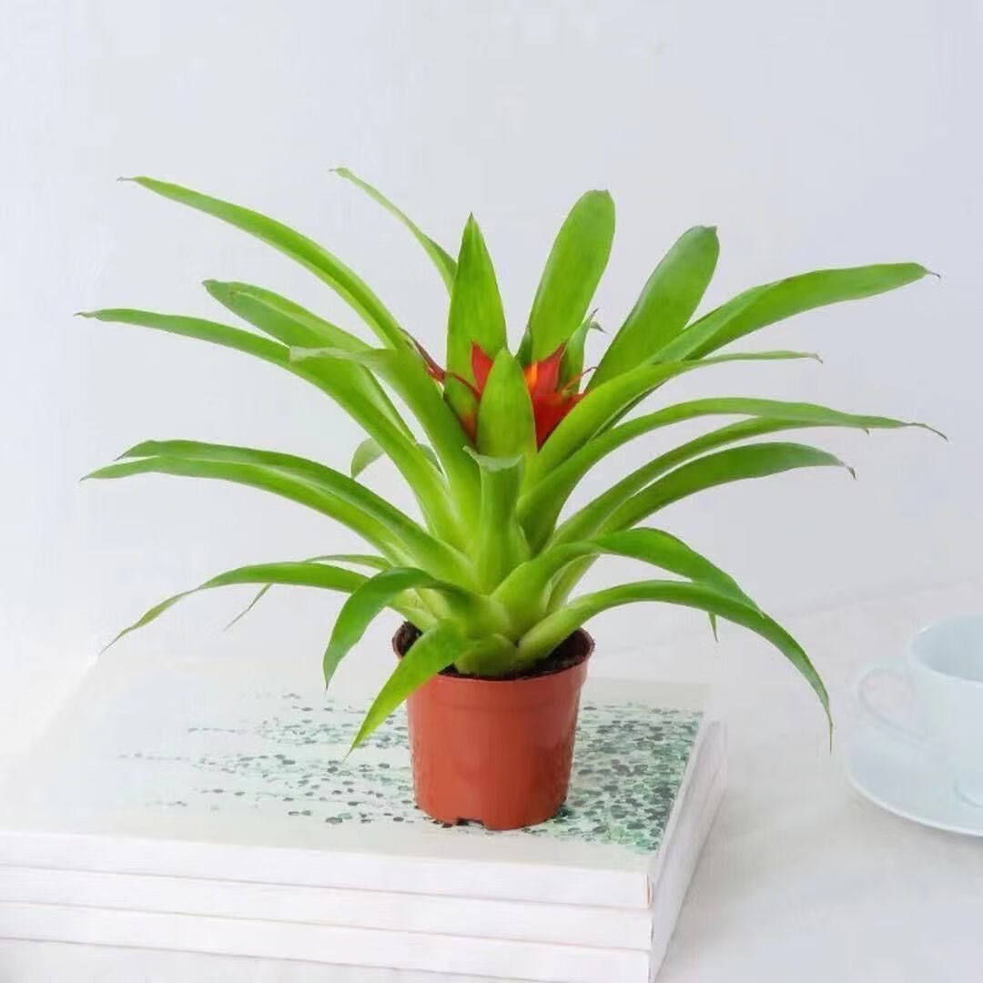 舞姿小红星鸿运当头盆栽室内好养水培植物凤梨花大苗花卉绿植桌面