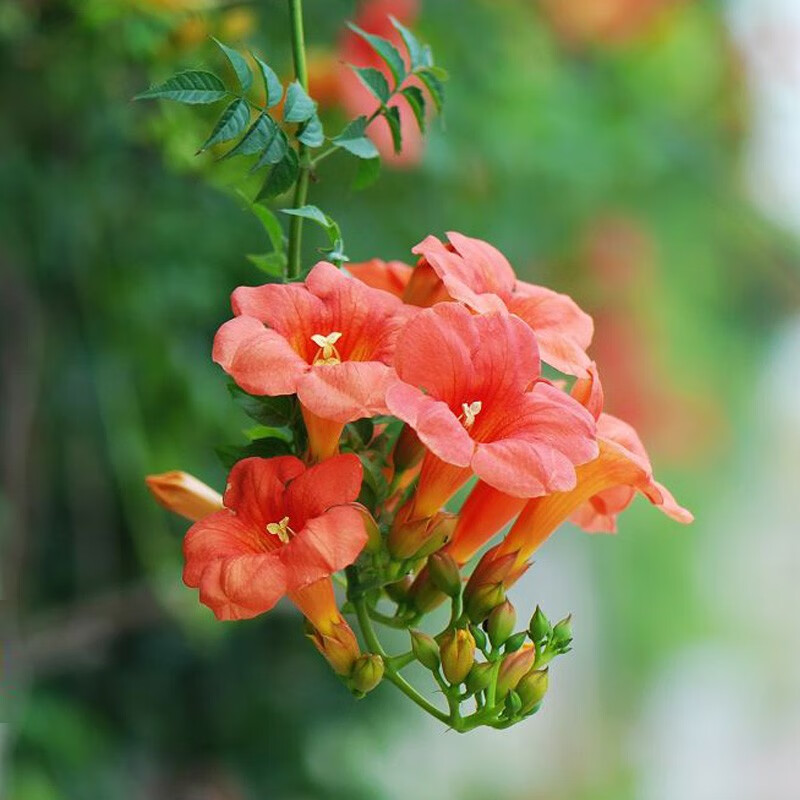 落沙园凌霄花树苗凌霄花苗树苗栽美国进口品种爬藤攀援绿植庭院别墅