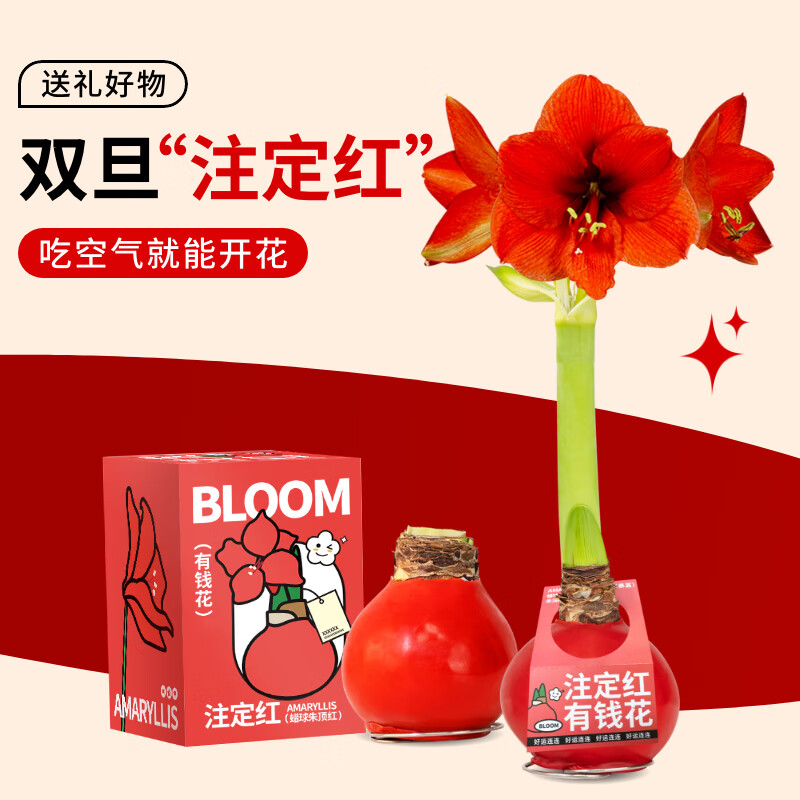 京东鲜花朱顶红礼盒版蜡球周长26-28cm品种随机新年年宵节日礼物源头直发