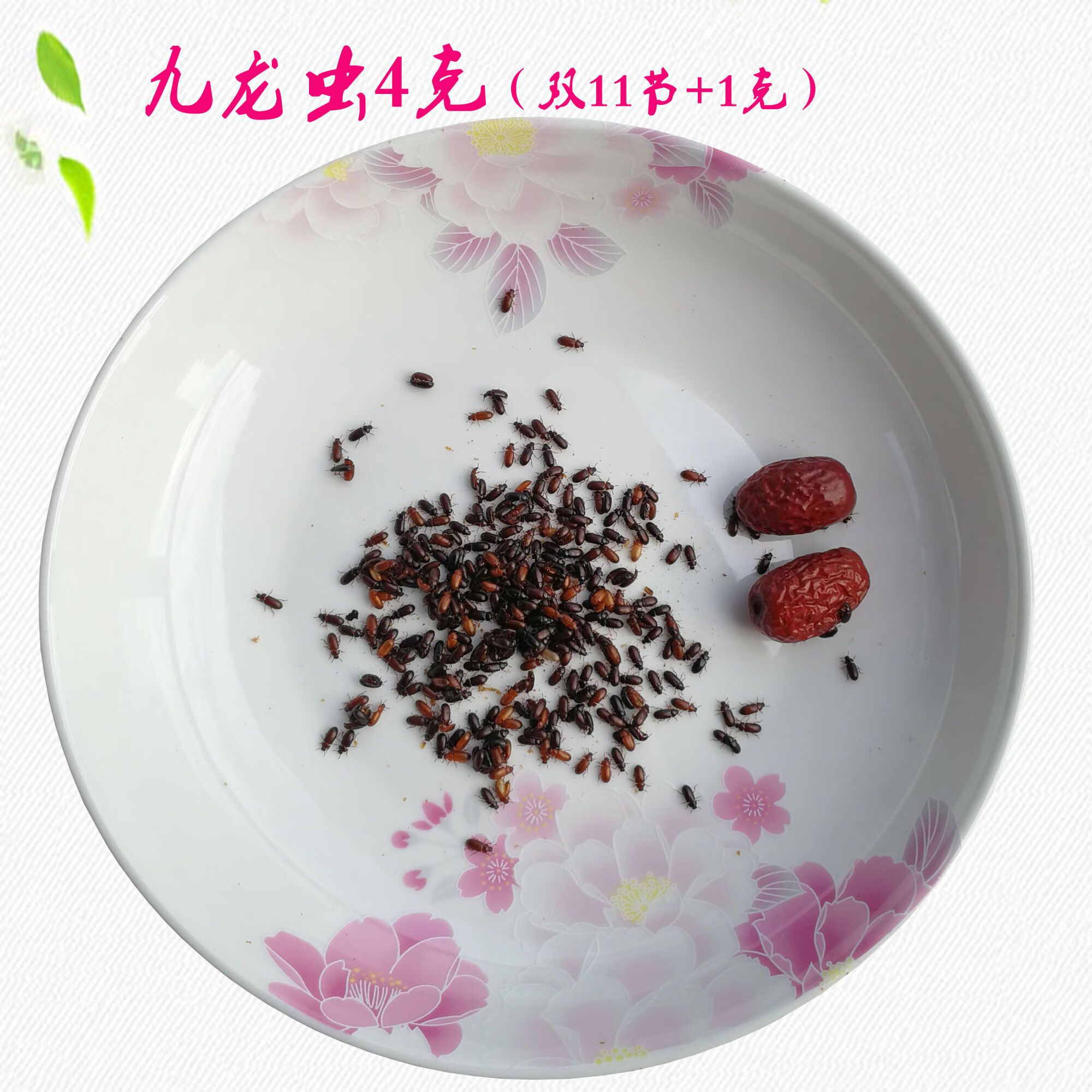 放山官正宗九龙虫:九龙虫活体:洋虫:长寿虫:全国:包活抵达北京 成虫