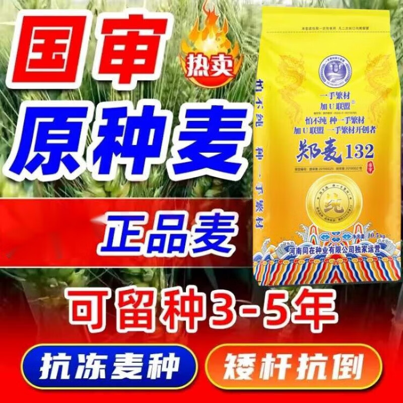旺园兴强筋冬小麦种子高产小麦郑麦132河南农科院育矮秆抗大穗原种 郑