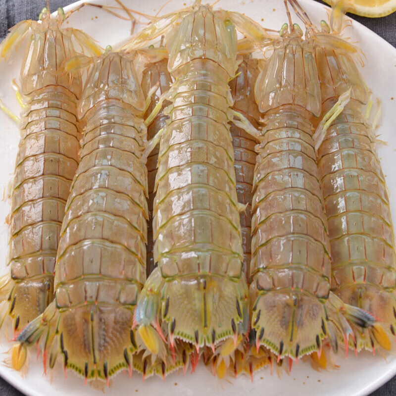 京鲜送皮皮虾鲜活海捕超大公母虾爬子爬爬虾带膏家庭装速冻冰鲜发货 1