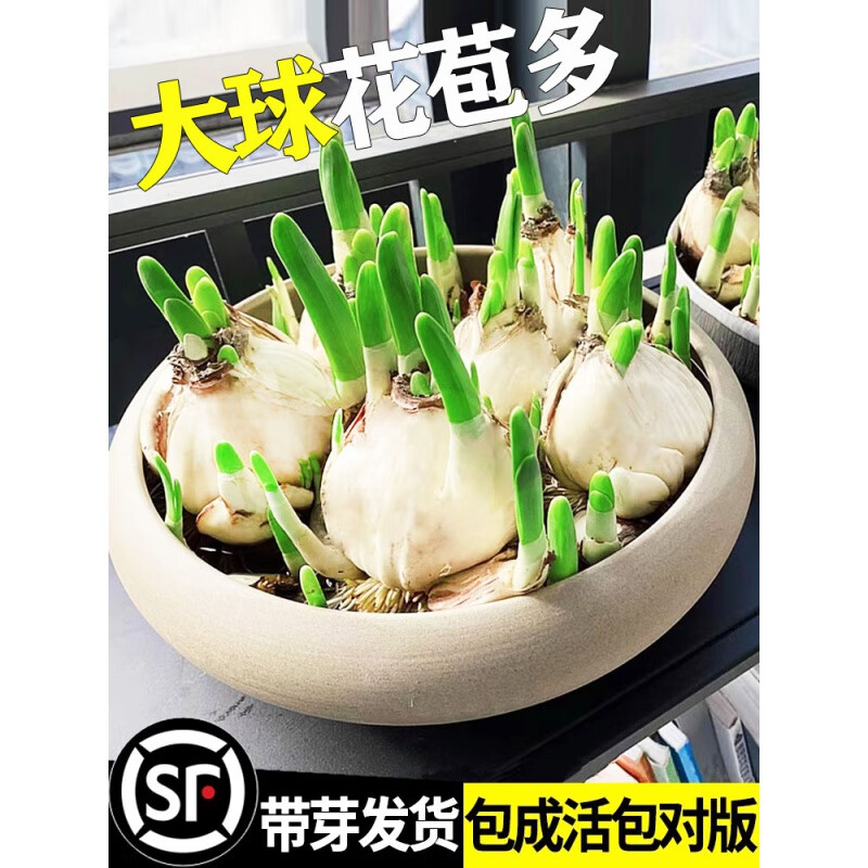 园兴水仙花种球室内好养水培水养漳州水仙盆栽四季开花花卉植物洋水仙