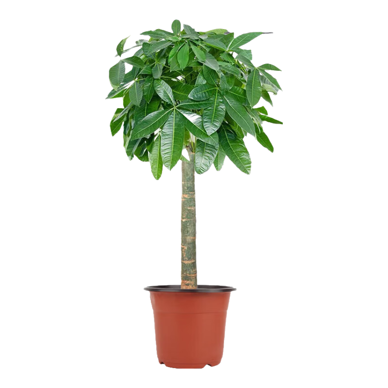 ���ڲ�����˫�˷�����������ֲ���԰칫���ڻ��ܳ���ȩ��ҵ��Ǩ0.9-1��Դͷֱ��