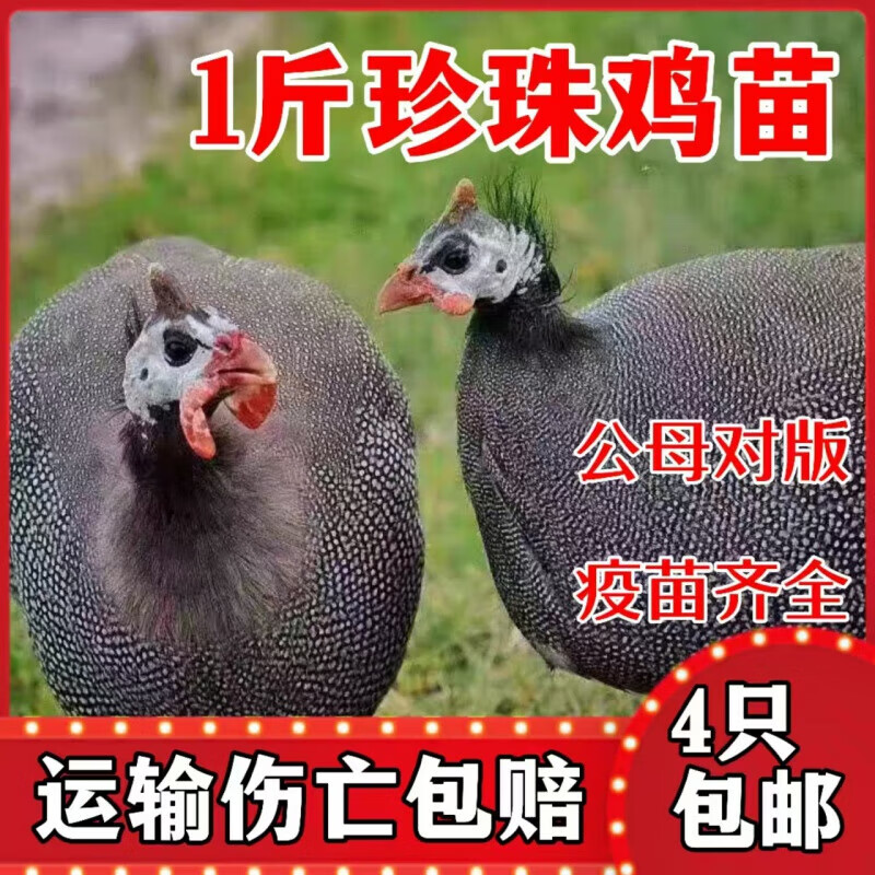 半大珍珠鸡苗小脱温散养鸡活苗观赏宠物青年鸡鸡活苗 1斤左右珍珠鸡(4