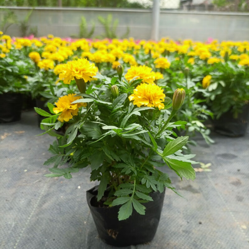 荣郁 孔雀草大苗重瓣万寿菊花期长盆栽草花庭院阳台室外四季开花 黄色