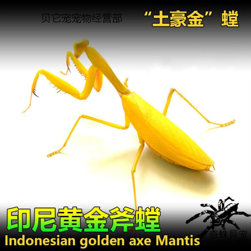 印尼黄金斧螳螂黄金螳昆虫宠物螳螂大型新手入门品种 黄金斧1l 1cm