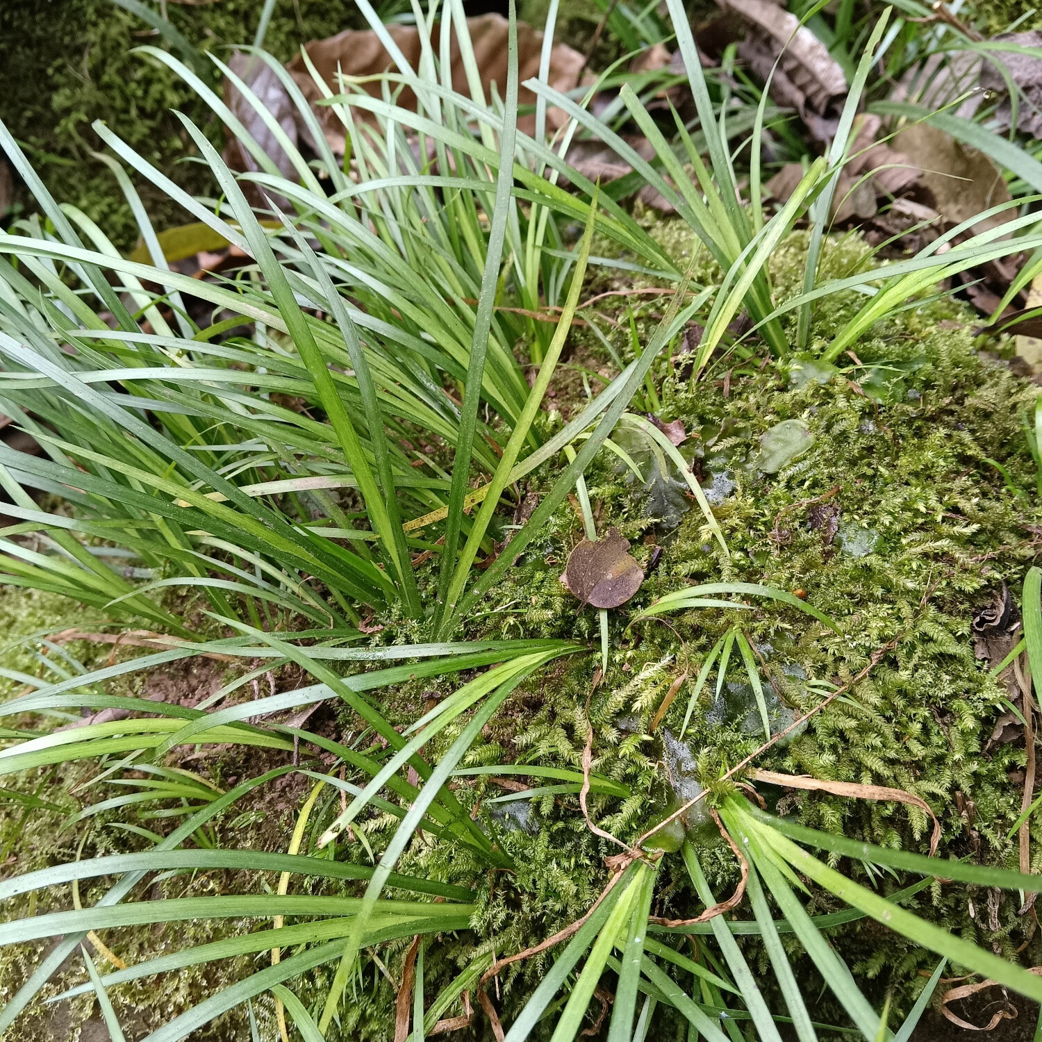 石菖蒲九节菖蒲,山菖蒲,药菖蒲,金钱蒲,菖蒲叶,水剑草香菖蒲 现采整株