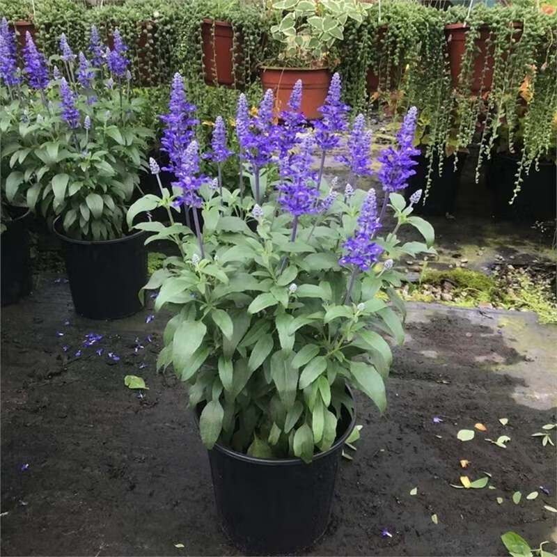 枫湫萨丽芳鼠尾草 蓝霸鼠尾草 林荫鼠尾草阳台庭院耐寒耐热多年生花卉