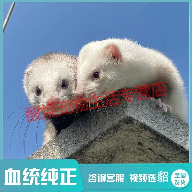 宠物貂安格鲁雪貂小龙貂宠物活物好养活幼崽安哥鲁小花貂