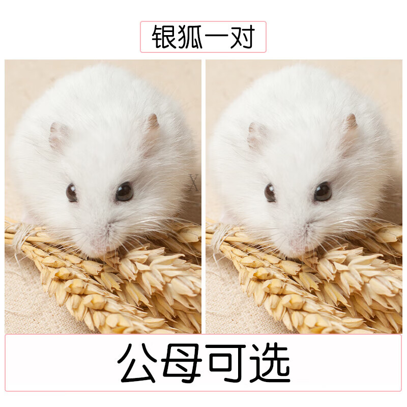 other小仓鼠活物已打疫苗活体一对情侣送笼子三线银狐长毛金丝熊小