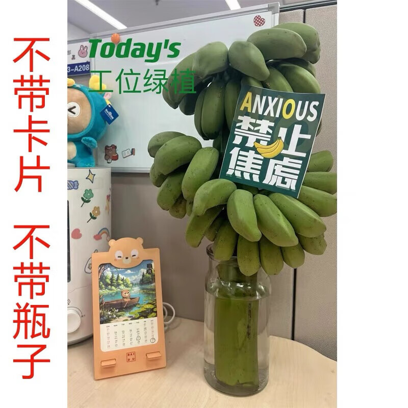 梦芷广西整串小米蕉酸甜小香蕉拒绝蕉绿办公室绿植（催熟食用） 整串 7斤 -9斤(拒绝焦绿)