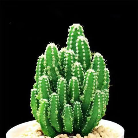 ouoety聚财山多肉植物常青棍仙人掌盆栽客厅绿植花卉室多肉植物品种