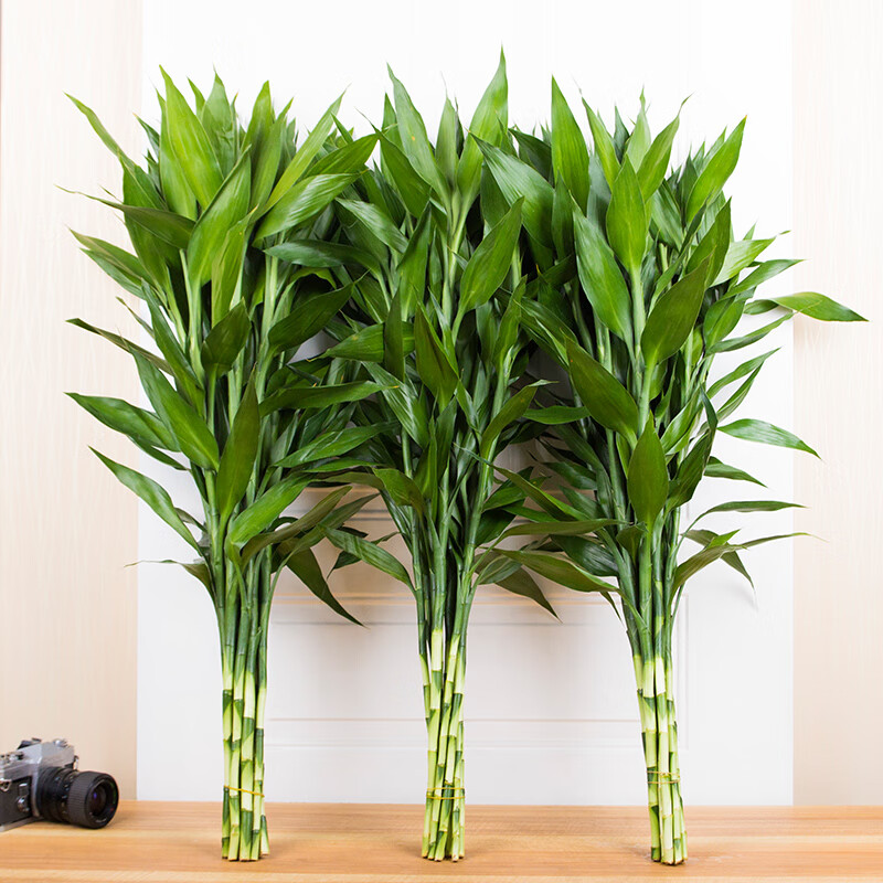 语清婉富贵竹 荷花竹 弯竹  直竹 观音竹 龙竹水培 植物 富贵竹10支