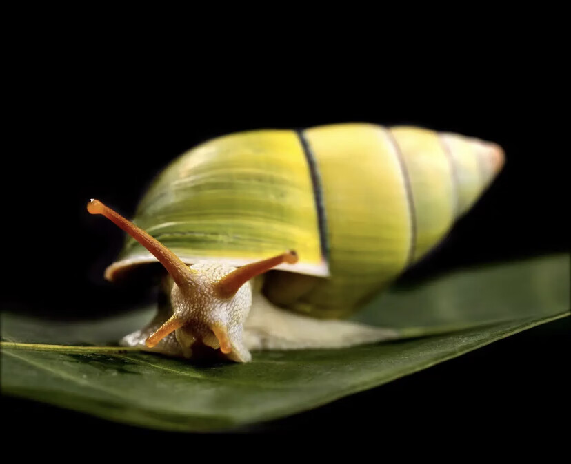 xc南亚宠物陆贝树蜗牛学生科学实验观察白玉蜗牛 双旋绿一个 3-4厘米