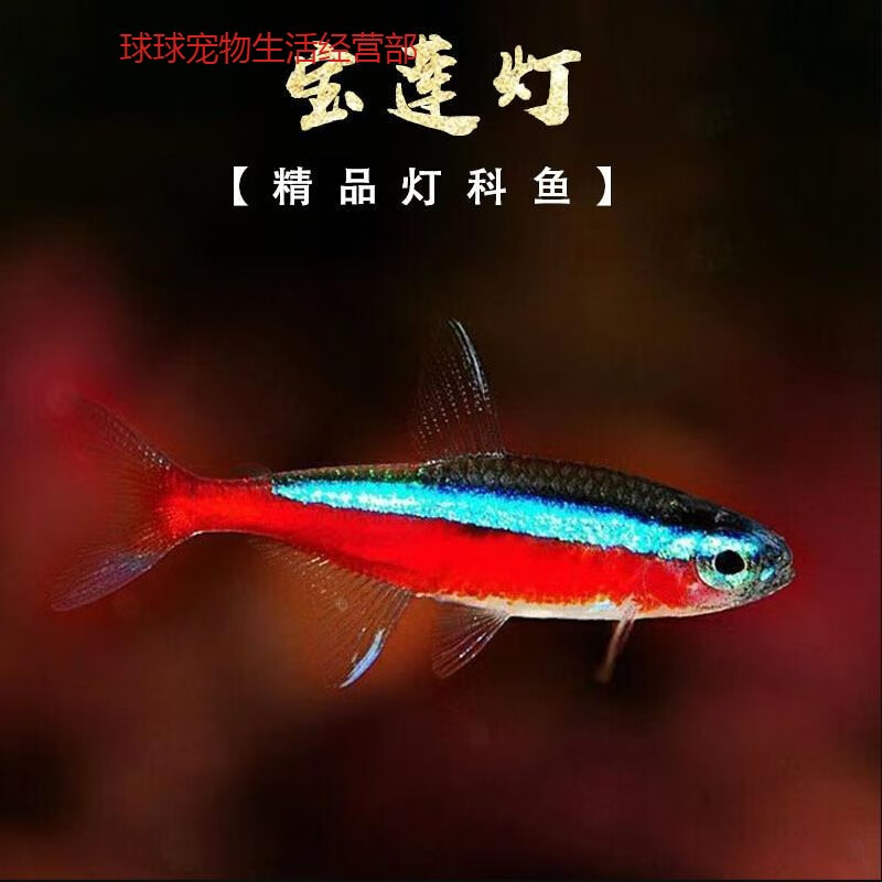 巴西宝莲灯f1观赏鱼小型热带鱼群游鱼红绿灯灯科鱼三角灯包活活体 发