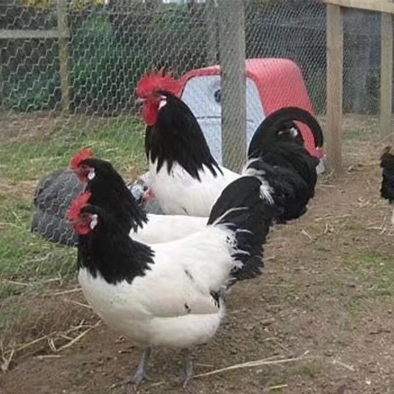 两头乌观赏鸡种蛋可孵化受精卵新品宠物鸡蛋包受精率多色可选 1枚