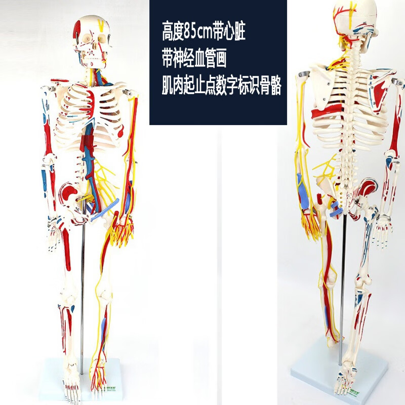 全身人体骨骼模型医用高端医学教学骨架可以活动拆卸结构肌肉解剖 85
