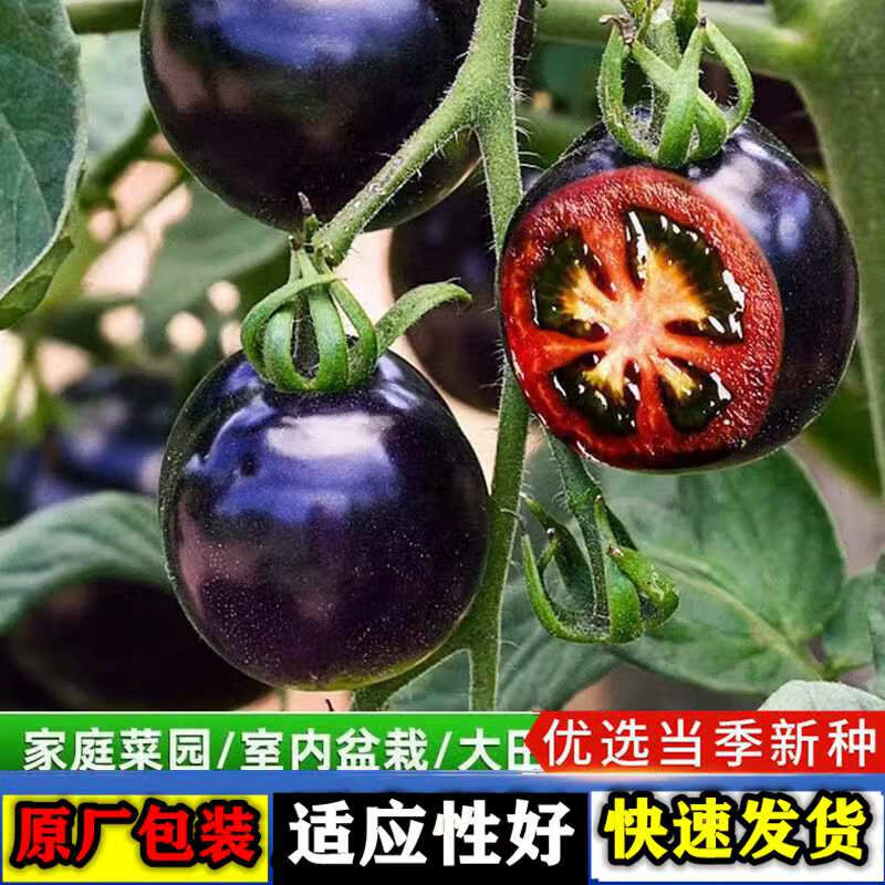 番茄种子小西红柿黑珍珠番茄种籽阳台盆栽季易种蔬菜番茄种孑 黑番茄种子【1包 约50粒】