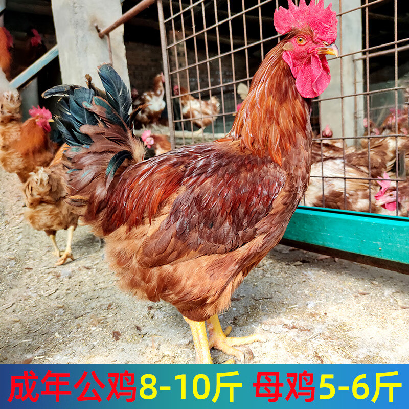 快大型九斤红种蛋受精蛋可孵化三黄鸡红玉380土鸡种蛋大型养殖场 20枚