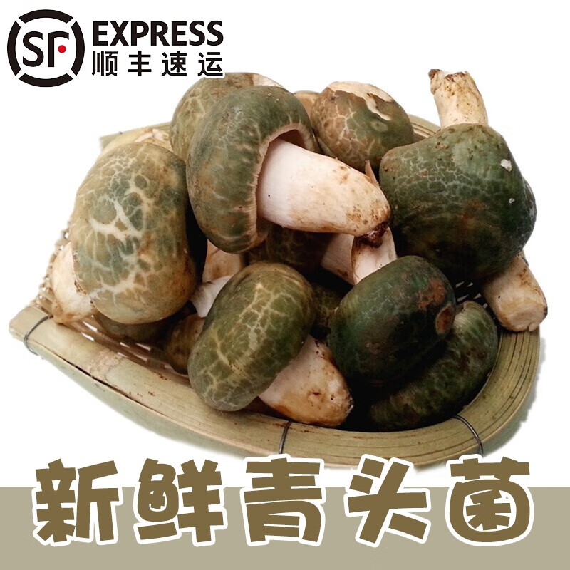 沣御园云南青头菌500g 青冈菌绿豆菌新鲜未开伞食用鲜菌菇