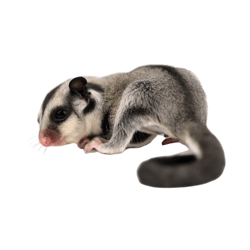 ĺ��С�� �۴������� �� ԭɫ �Ử�� ��������� ���� 156Ԫ�����׹����Լ����� ��ɫ�� ������