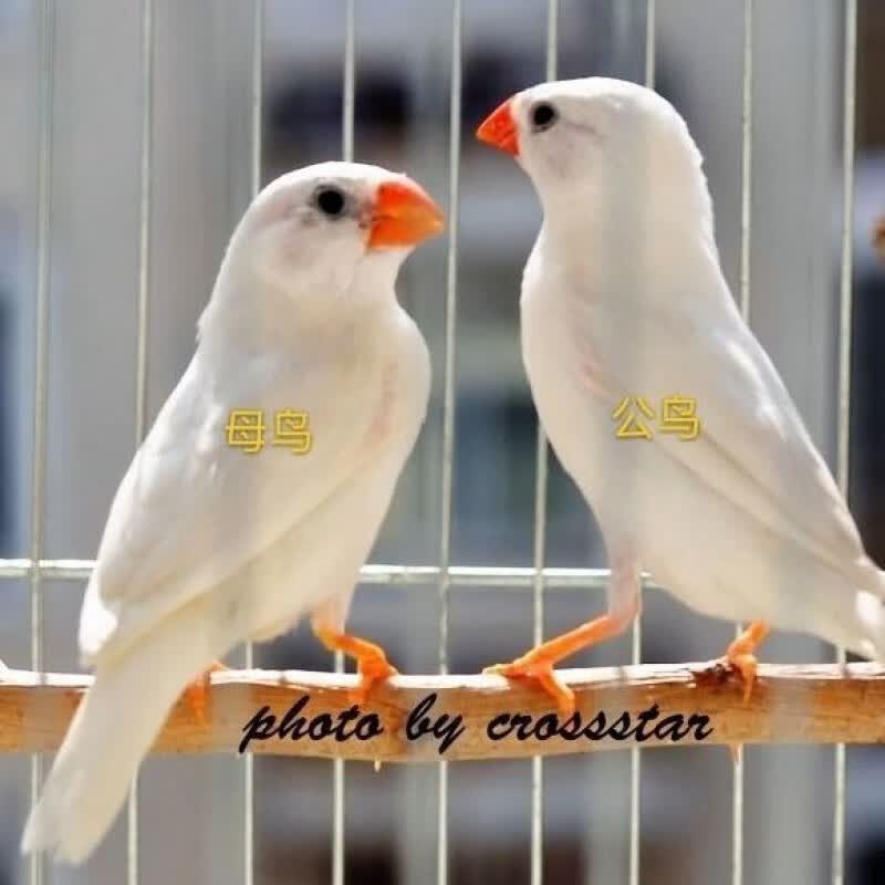 纳学白珍珠鸟活体白文鸟灰文鸟灰珍珠送粮观赏宠物鸟