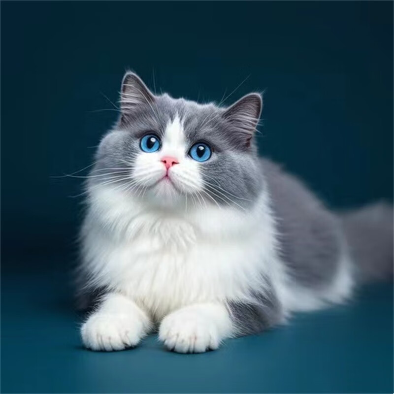 梦茜儿纯种英短蓝白猫咪活体宠物拿破仑长毛正八脸五粉矮脚蓝白小猫咪
