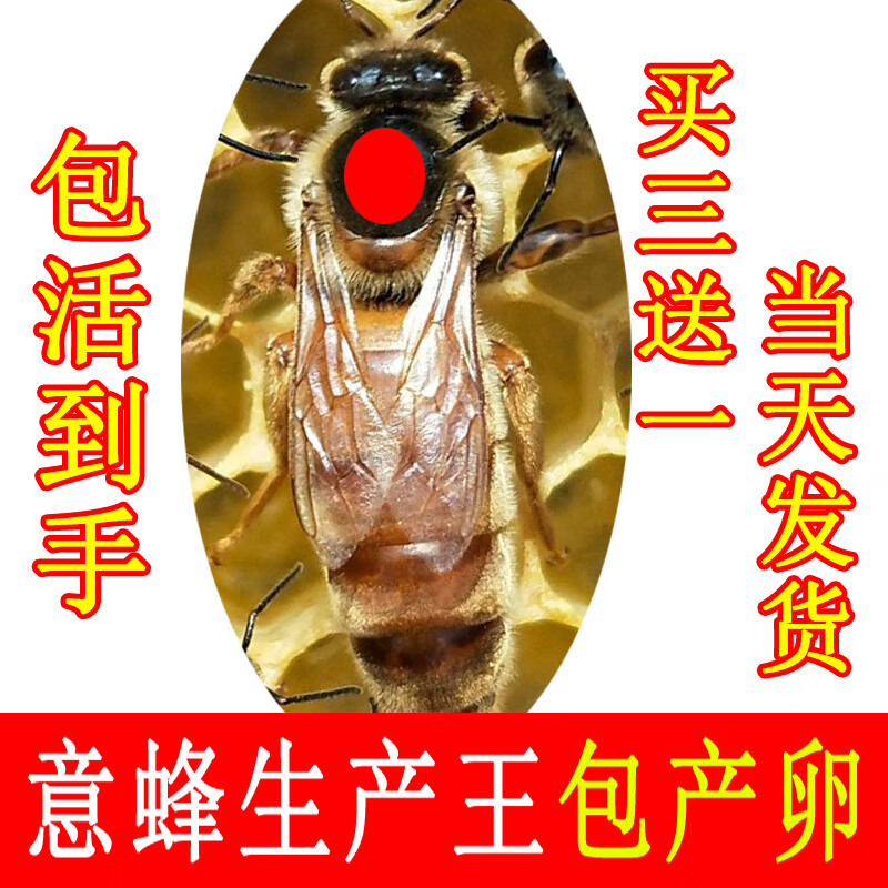 潮鸣(chaoming)意蜂蜂王意蜂王产卵王意蜂种王蜜王高产浆王黄金意生产