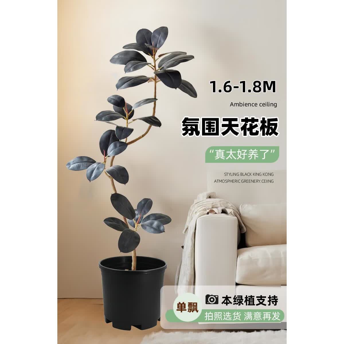叹为观止黑金刚橡皮树客厅大盆栽造型室内阳台植物办公室大型绿植好养四季 姿态优雅单飘枝橡皮树-1.6-1.8 含盆