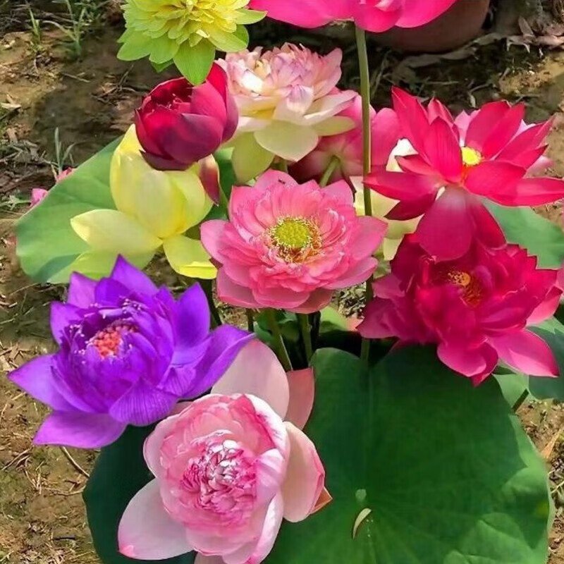 鑫意荷花種苗荷花盆栽蓮藕種苗碗蓮藕苗蓮花種苗觀賞荷花種藕苗睡蓮根 小荷花藕種混色 5棵帶芽+肥料1包