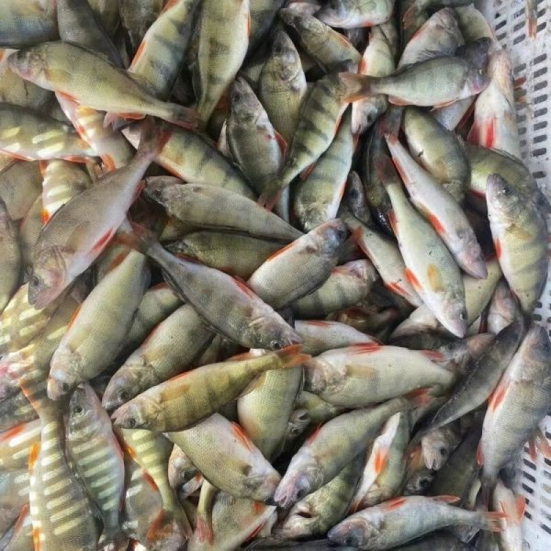 五道黑新疆冷水鱼阿勒泰福海五道黑河鲈肉紧实去鳞去脏真空包装 单条