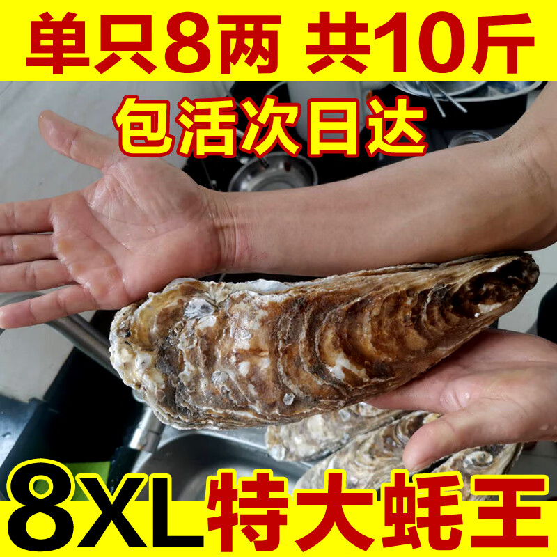 緣嘉鄉(xiāng)8XL特大蠔王鮮活乳山生蠔新鮮牡蠣超大肉海蠣子即食刺身海鮮10斤