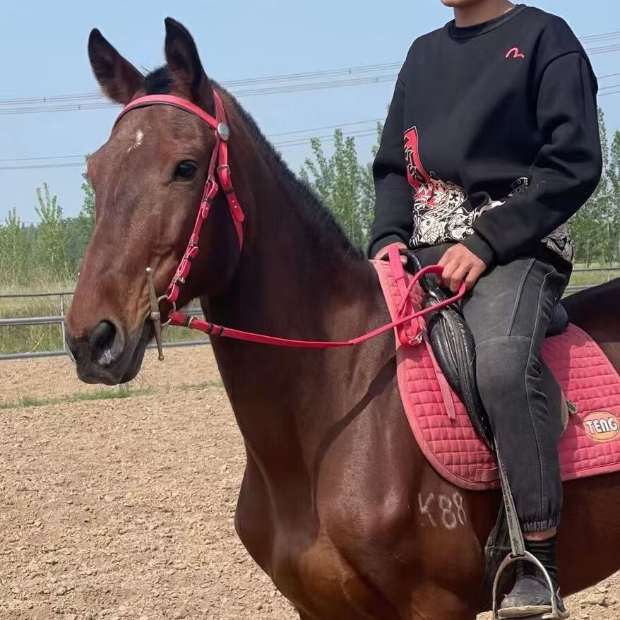 棕色国产温血公马,肩高一米六八,年龄5岁,调教成熟 棕色国产温血公马