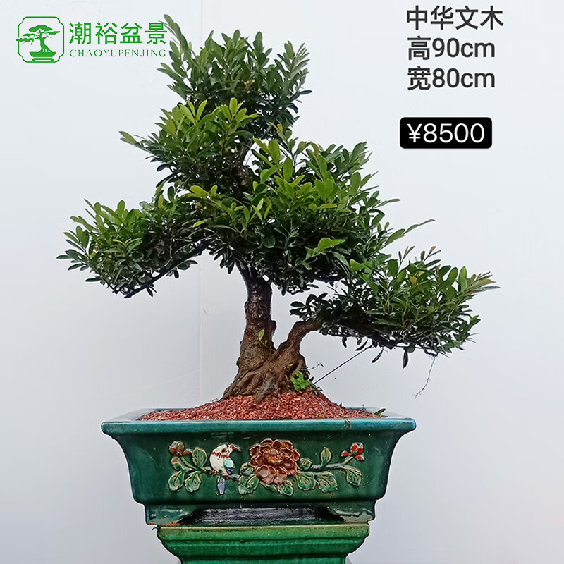 中华文木盆景1 带盆栽好