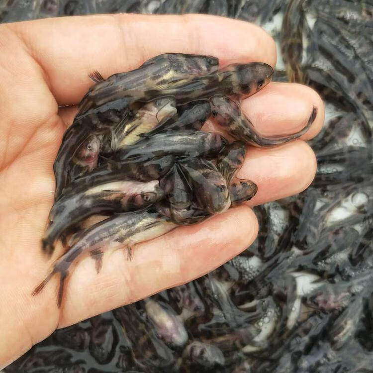批发黄骨鱼苗黄辣丁黄颡鱼昂刺黄鸭叫三角峰四川本地鱼苗淡水养殖食用