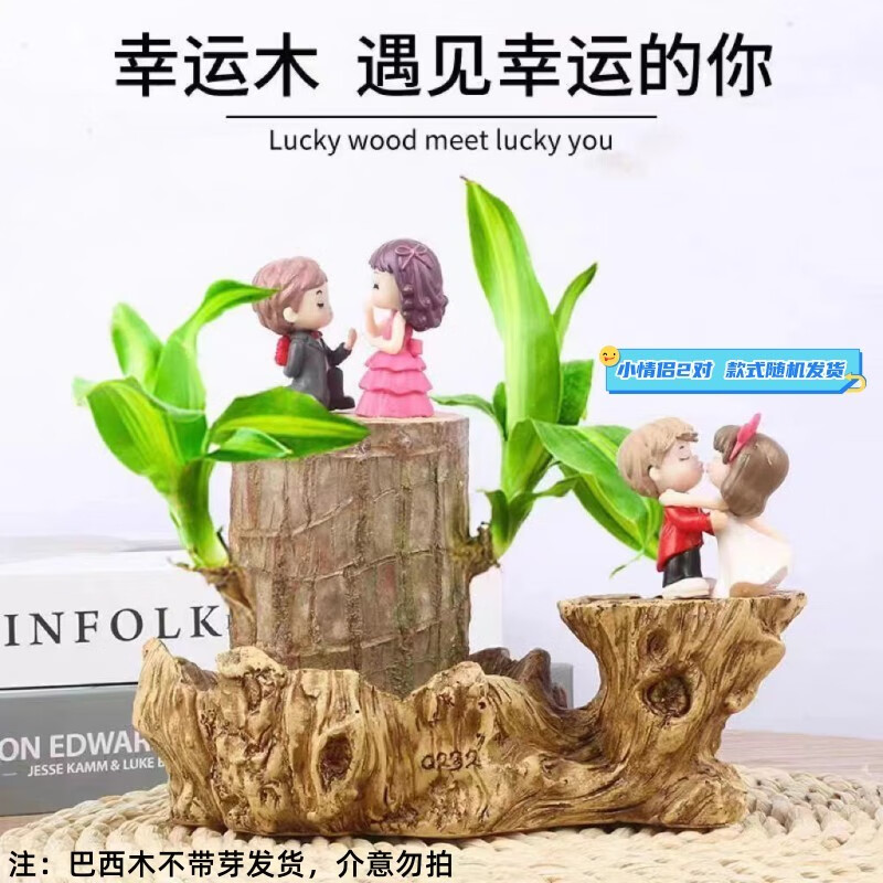 泰西丝水培巴西木水养花卉植物 巴西木9-11cm 枯木盆 2对情侣