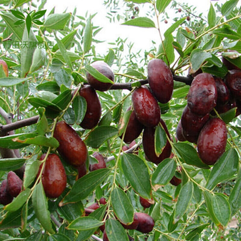 果树苗 枣树苗嫁接枣树苗树苗盆栽地栽南方北方种植 枣子树苗 伏脆枣