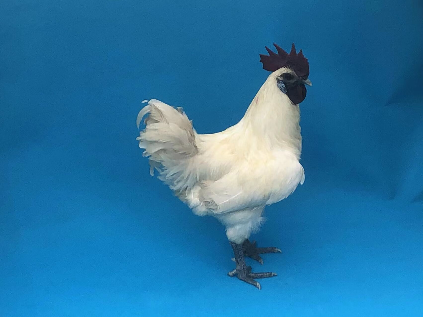 腾冲贡山雪鸡农家散养乌鸡土鸡老母鸡跑山鸡活鸡可发现杀顺丰空运 1年