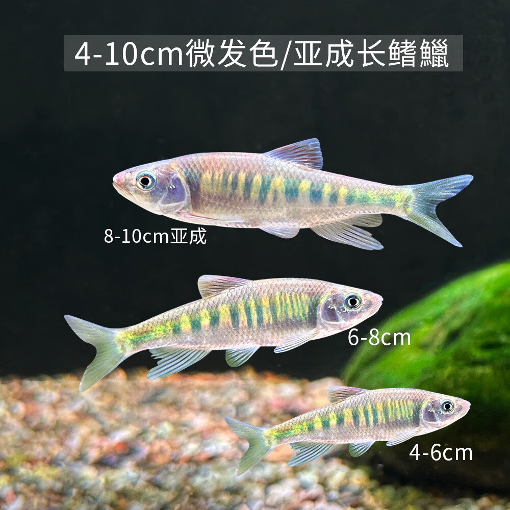 朴彩原生鱼长鳍鱲发色宽鳍鱲溪石斑彩马口鱼观赏冷水鱼活体淡水鱼耐养