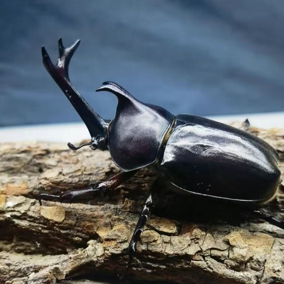 蝶贡独角仙幼虫3龄甲虫昆虫宠物新手套餐包活图片成虫参考发货幼虫