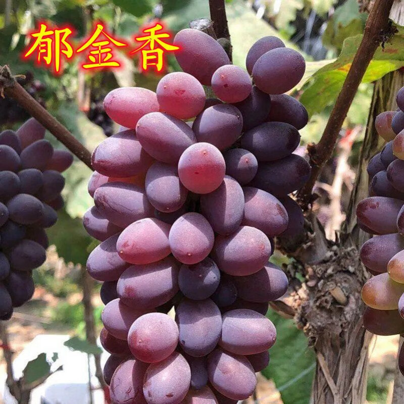 芃畔葡萄树苗:郁金香葡萄苗爬藤葡萄苗:盆栽地栽:南北方种植:当年结果