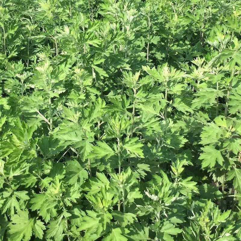旺浦商贸艾叶靳艾草种子野生香艾草苗食用青团大叶艾蒿青蒿种籽四季