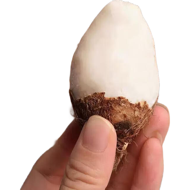 京喜加新鲜现挖牛奶小芋头小艿芋毛芋子香芋红芽芋香芋 牛奶芋头3斤 带箱