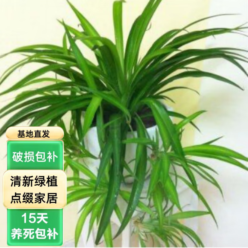 森岳吊兰室内垂吊绿植