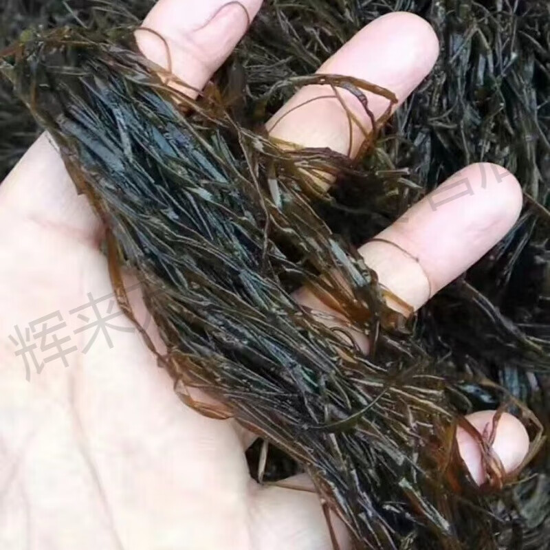 食芳溢大连特产长海县的 海麻线 海菜 海藻海麻线包子下锅烂新鲜发货