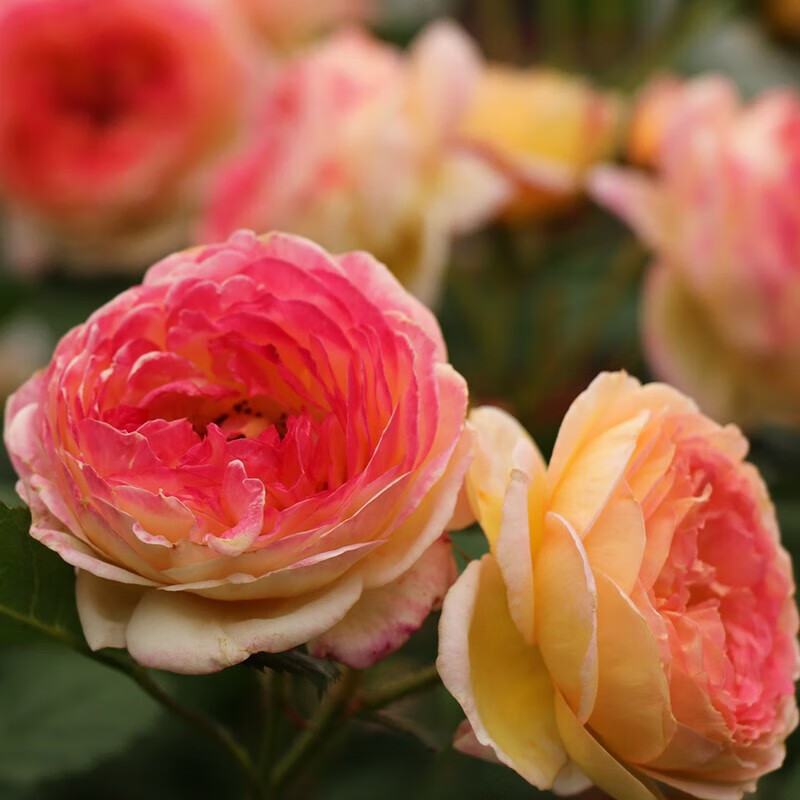 清韵伊人月季花苗树苗当年开花蔷薇花苗爬藤特大花卉盆栽地载庭院爬墙