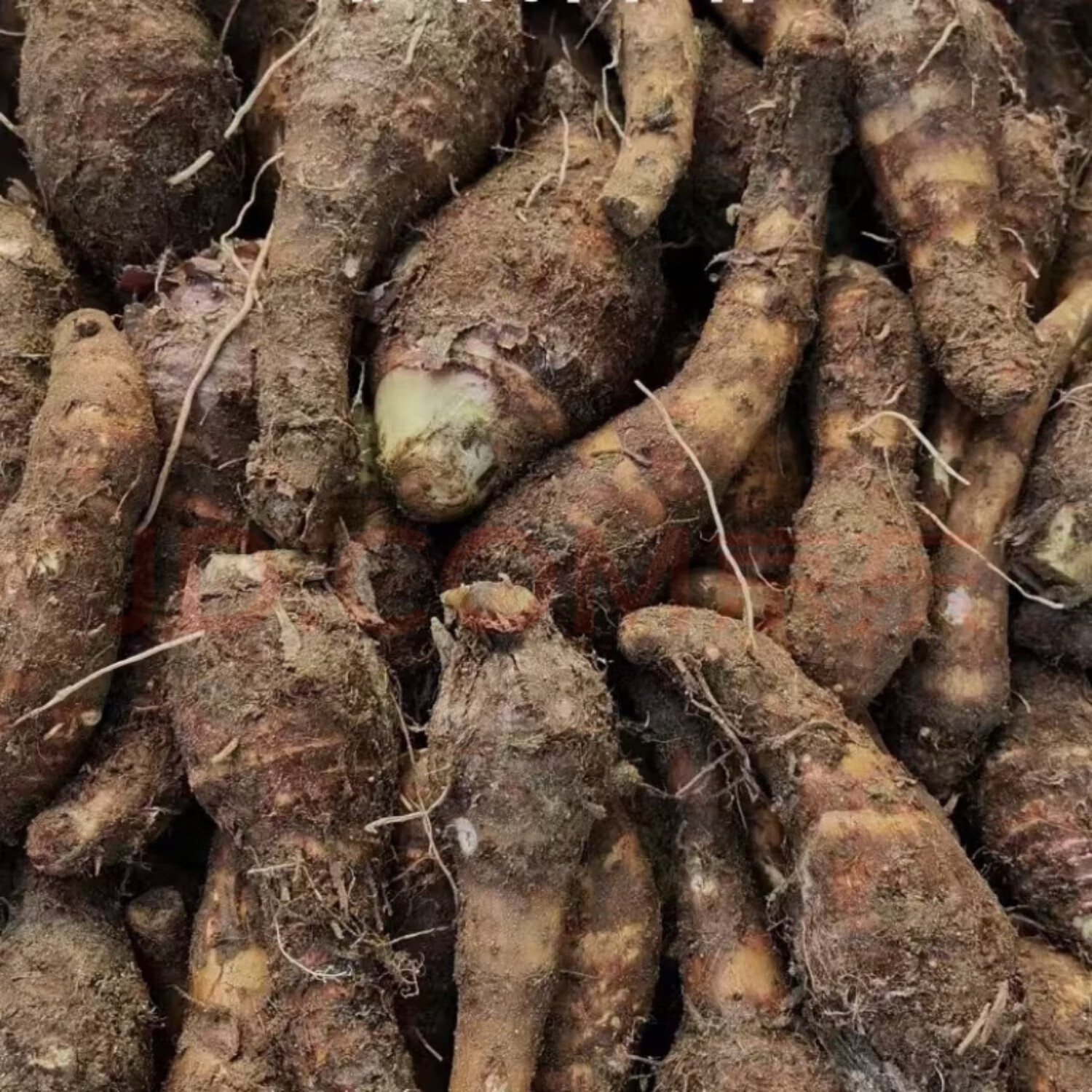 乐昌香芋炮弹芋头正宗张溪香芋广东粤北大香芋当季现挖新鲜粉香糯