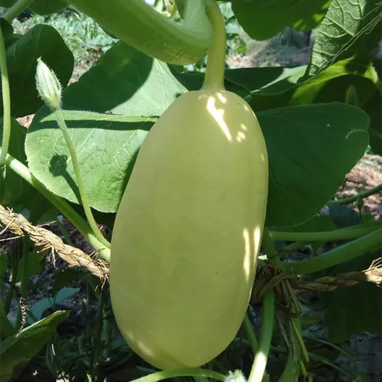 正宗赣州石城杏瓜江西黄皮笋瓜新鲜现摘蔬菜老式杏瓜老山东大白瓜 笋瓜5斤