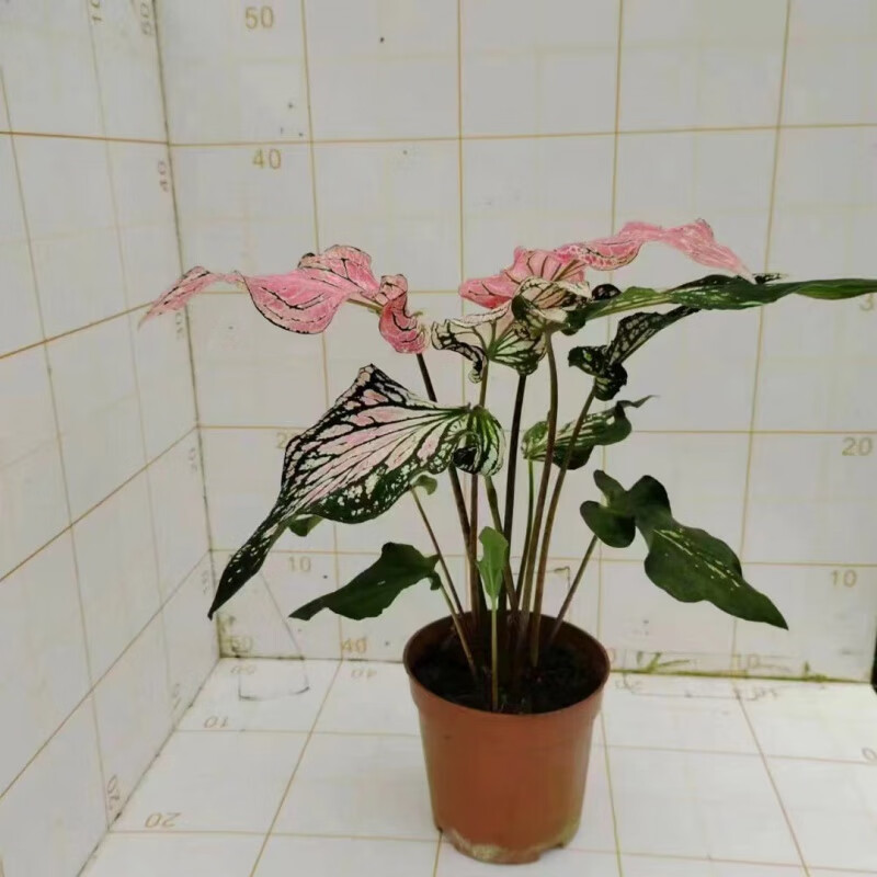 雨花蝶彩葉芋白色戀人月光覆盆子甜心粉色飛濺花葉海芋植物陽臺(tái)盆栽綠植 粉色和聲0.3加侖 不含盆